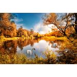 Casa si Gradina - Decoratiuni - Tapet - Fototapet, autocolant, Natura 169 Toamna aramie cu lebede pe lac, 350 x 200 cm - Infinity.ro