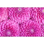 Casa si Gradina - Decoratiuni - Tapet - Fototapet, autocolant, Flori 76, 350 x 250 cm - Infinity.ro