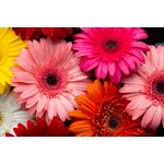 Casa si Gradina - Decoratiuni - Tapet - Fototapet, autocolant, Flori 158 Gerbere multicolore, 350 x 250 cm - Infinity.ro
