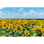 Casa si Gradina - Decoratiuni - Tapet - Autocolant, Natura 96, 220 x 135 cm - Infinity.ro