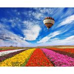 Casa si Gradina - Decoratiuni - Tapet - Fototapet, autocolant, Balon peste camp de flori, 300 x 250 cm - Infinity.ro