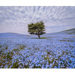 Casa si Gradina - Decoratiuni - Decoratiuni perete - Autocolant, Copac in camp de albastrele, 220 x 135 cm - Infinity.ro