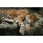 Casa si Gradina - Decoratiuni - Decoratiuni perete - Fototapet, autocolant, Animal 49 Jaguar pe o stanca, 220 x 135 cm - Infinity.ro