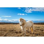 Casa si Gradina - Decoratiuni - Tapet - Fototapet, autocolant, Animal 48 Cal islandez, 200 x 150 cm - Infinity.ro