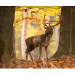 Casa si Gradina - Decoratiuni - Tapet - Fototapet, autocolant, Animal 32 Cerb, 150 x 205 cm - Infinity.ro