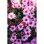 Casa si Gradina - Decoratiuni - Tapet - Fototapet, Flori 98, 300 x 250 cm - Infinity.ro