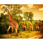 Casa si Gradina - Decoratiuni - Tapet - Fototapet, Girafe in savana, 350 x 200 cm - Infinity.ro