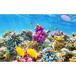 Casa si Gradina - Decoratiuni - Decoratiuni perete - Fototapet, Lumea subacvatica 4, 400 x 250 cm - Infinity.ro