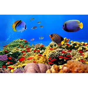 Casa si Gradina - Decoratiuni - Decoratiuni perete - Infinity.ro