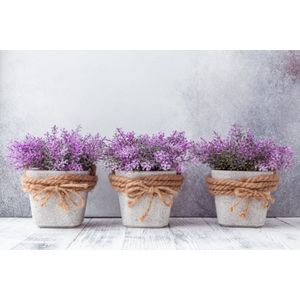 Casa si Gradina - Decoratiuni - Decoratiuni perete - Infinity.ro