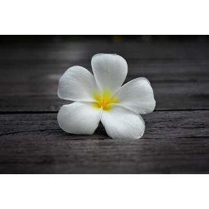 Casa si Gradina - Decoratiuni - Decoratiuni perete - Infinity.ro