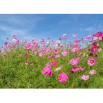 Casa si Gradina - Decoratiuni - Decoratiuni perete - Fototapet, Flori 97, 250 x 200 cm - Infinity.ro