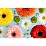 Casa si Gradina - Decoratiuni - Tapet - Fototapet, Flori 171 Gerbere si margarete 2, 300 x 250 cm - Infinity.ro