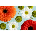 Casa si Gradina - Decoratiuni - Tapet - Fototapet, Flori 162 Gerbere si margarete, 350 x 200 cm - Infinity.ro