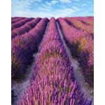 Casa si Gradina - Decoratiuni - Tapet - Fototapet, Lavanda 2, 200 x 255 cm - Infinity.ro
