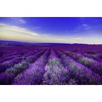 Casa si Gradina - Decoratiuni - Tapet - Fototapet, Lavanda 1, 400 x 250 cm - Infinity.ro