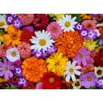 Casa si Gradina - Decoratiuni - Decoratiuni perete - Fototapet, Flori 57, 300 x 250 cm - Infinity.ro