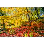 Casa si Gradina - Decoratiuni - Tapet - Fototapet, Covor rosu de frunze, 250 x 150 cm - Infinity.ro