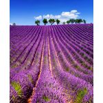 Casa si Gradina - Decoratiuni - Tapet - Fototapet, Lavanda 5, 150 x 205 cm - Infinity.ro