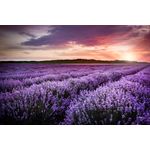 Casa si Gradina - Decoratiuni - Tapet - Fototapet, Lavanda 4, 300 x 200 cm - Infinity.ro