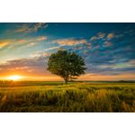 Casa si Gradina - Decoratiuni - Tapet - Fototapet, Natura 179 Pom in lan de grau, 200 x 150 cm - Infinity.ro