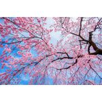 Casa si Gradina - Decoratiuni - Tapet - Fototapet, Flori 155 Cires inflorit, 250 x 200 cm - Infinity.ro