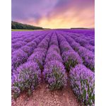 Casa si Gradina - Decoratiuni - Tapet - Fototapet, Flori 27, 150 x 205 cm - Infinity.ro