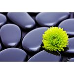 Casa si Gradina - Decoratiuni - Decoratiuni perete - Fototapet, Crizantema verde cu pietre, 300 x 200 cm - Infinity.ro