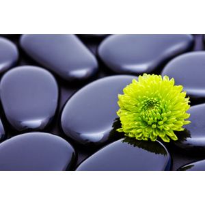 Casa si Gradina - Decoratiuni - Decoratiuni perete - Infinity.ro