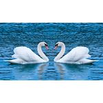Casa si Gradina - Decoratiuni - Tapet - Fototapet, Lebede pe lac, 250 x 150 cm - Infinity.ro