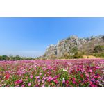 Casa si Gradina - Decoratiuni - Tapet - Fototapet, Natura 114, 350 x 250 cm - Infinity.ro