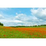 Casa si Gradina - Decoratiuni - Tapet - Fototapet, Natura 147, 250 x 150 cm - Infinity.ro