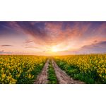 Casa si Gradina - Decoratiuni - Tapet - Fototapet, Natura 123, 200 x 150 cm - Infinity.ro