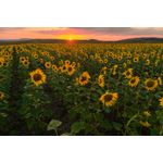 Casa si Gradina - Decoratiuni - Tapet - Fototapet de perete, autoadeziv si lavabil, Natura 41, 200 x 150 cm - Infinity.ro