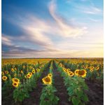 Casa si Gradina - Decoratiuni - Tapet - Fototapet de perete, autoadeziv si lavabil, Natura 66, 250 x 150 cm - Infinity.ro