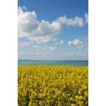 Casa si Gradina - Decoratiuni - Tapet - Fototapet de perete, autoadeziv si lavabil, Natura 37, 150 x 205 cm - Infinity.ro