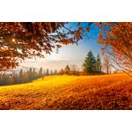 Casa si Gradina - Decoratiuni - Tapet - Fototapet, Natura 106, 250 x 150 cm - Infinity.ro