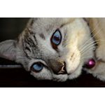 Casa si Gradina - Decoratiuni - Decoratiuni perete - Tablou canvas Pisici 6, 75 x 50 cm - Infinity.ro