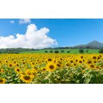 Casa si Gradina - Decoratiuni - Decoratiuni perete - Autocolant, Natura 79, 220 x 135 cm - Infinity.ro