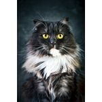 Casa si Gradina - Decoratiuni - Tablouri - Tablou canvas Pisici 9, 30 x 45 cm - Infinity.ro