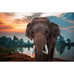 Casa si Gradina - Decoratiuni - Tapet - Fototapet de perete, autoadeziv si lavabil, Animal 52 Elefant langa apa, 200 x 150 cm - Infinity.ro