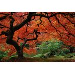 Casa si Gradina - Decoratiuni - Tapet - Fototapet de perete, autoadeziv si lavabil, Pom cu frunze de foc, gradina japoneza, 200 x 150 cm - Infinity.ro