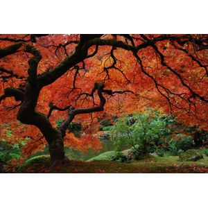 Casa si Gradina - Decoratiuni - Tapet - Infinity.ro