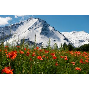 Casa si Gradina - Decoratiuni - Tapet - Infinity.ro