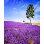 Casa si Gradina - Decoratiuni - Tapet - Fototapet de perete, autoadeziv si lavabil, Lavanda 6, 135 x 225 cm - Infinity.ro