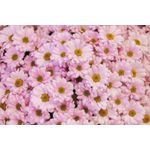 Casa si Gradina - Decoratiuni - Tapet - Fototapet de perete, autoadeziv si lavabil, Flori 89, 250 x 150 cm - Infinity.ro