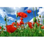 Casa si Gradina - Decoratiuni - Tapet - Fototapet de perete, autoadeziv si lavabil, Flori 75, 200 x 150 cm - Infinity.ro