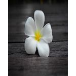 Casa si Gradina - Decoratiuni - Tapet - Fototapet de perete, autoadeziv si lavabil, Flori 59, 135 x 225 cm - Infinity.ro