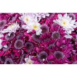 Casa si Gradina - Decoratiuni - Tapet - Fototapet de perete, autoadeziv si lavabil, Flori 157 Crizanteme mov si albe, 135 x 225 cm - Infinity.ro