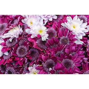 Fototapet de perete, autoadeziv si lavabil, Flori 157 Crizanteme mov si albe